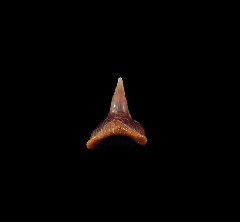 Squatina biforis