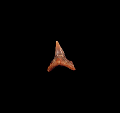 Chilean Squatina biforis tooth for sale