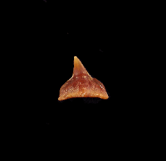 Squatina biforis
