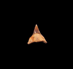 Squatina biforis