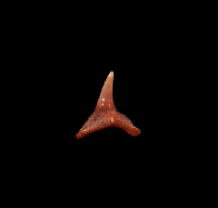 Squatina biforis
