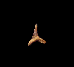 Squatina biforis