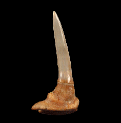 Pristiophorous Saw shark tooth for sale | Buried Treasure Fossils
