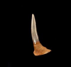 Chilean Saw shark rostal tooth for sale | Buried Treasure Fossils