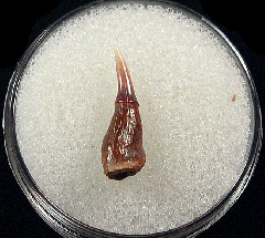 Juvenile Chilean Pristiophorous shark tooth