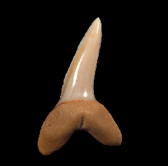 Isurus oxyrinchus tooth from Chile