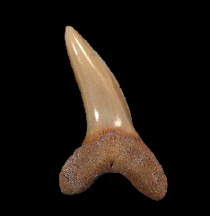 Isurus oxyrinchus tooth