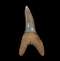 Isurus oxyrinchus tooth