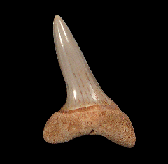 Isurus oxyrinchus tooth