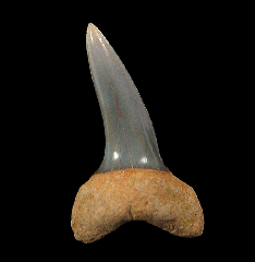 Isurus oxyrinchus tooth