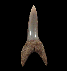 Isurus oxyrinchus tooth