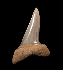Isurus oxyrinchus tooth