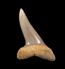 Isurus oxyrinchus tooth
