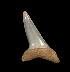 Isurus oxyrinchus tooth