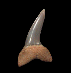 Isurus oxyrinchus tooth