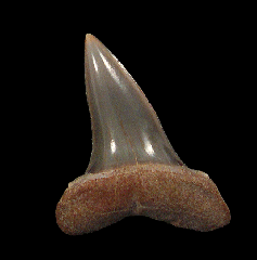 Chilean Isurus oxyrinchus tooth