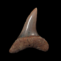 Isurus oxyrinchus tooth