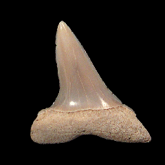 Chilean Isurus oxyrinchus tooth