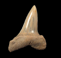 Chilean Isurus oxyrinchus tooth