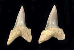 Isurus retroflexus