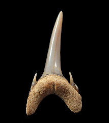 Odontaspis ferox