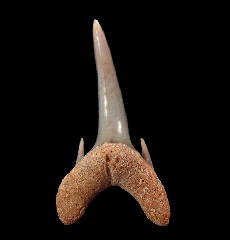 Odontaspis ferox