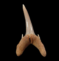 Pliocene Odontaspis ferox tooth for sale
