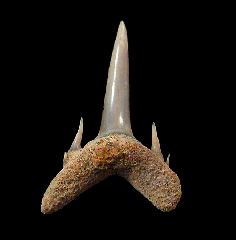 Miocene Odontaspis ferox tooth for sale