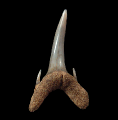 Odontaspis ferox