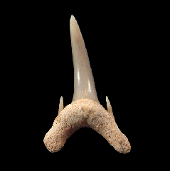 Odontaspis ferox