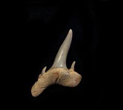 Odontaspis ferox