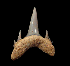 Odontaspis ferox