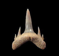 Odontaspis ferox