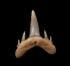 Odontaspis ferox