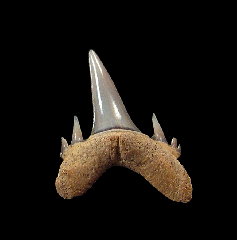 Odontaspis ferox
