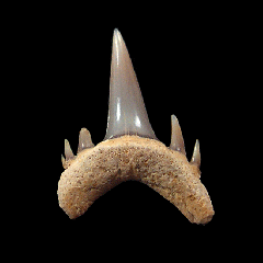 Odontaspis ferox