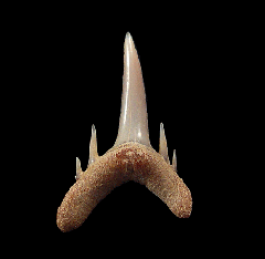 Odontaspis ferox