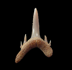 Odontaspis ferox
