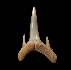 Odontaspis ferox