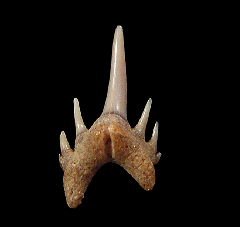 Odontaspis ferox