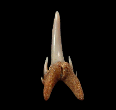 Odontaspis ferox