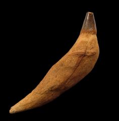 Scaldicetus tooth for sale | Buried Treasure Fossils