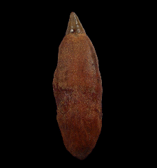 Sperm whale tooth from Chile | Buried Treasure Fossils