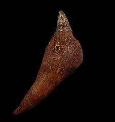 Scaldicetus whale tooth from Chile | Buried Treasure Fossils