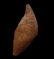 Rare Chilean Scaldicetus tooth for sale | Buried Treasure