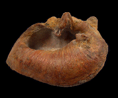 Chilean Whale Ear Bone for sale | Buried Treasure