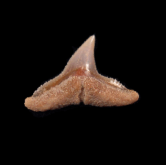  Carcharhinus brachyurus tooth from Chile