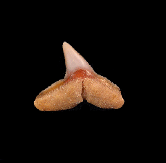  Chilean Carcharhinus brachyurus tooth 