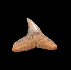 Chilean Carcharhinus brachyurus tooth for sale