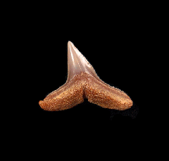 Carcharhinus brachyurus